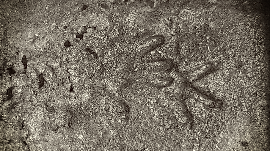 Die Welt der Tierspuren