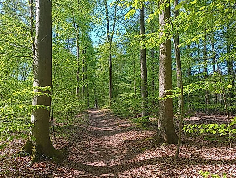 Frühlingswanderung durch den Veerßer Wald und zur Ottenburg