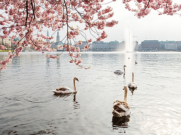 Binnenalster mit Alsterschwänen im Frühling