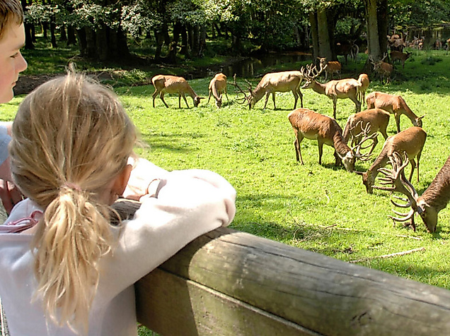 Zwei Kinder betrachten Rehwild in der Naturerlebnisstätte Wildpark Eekholt