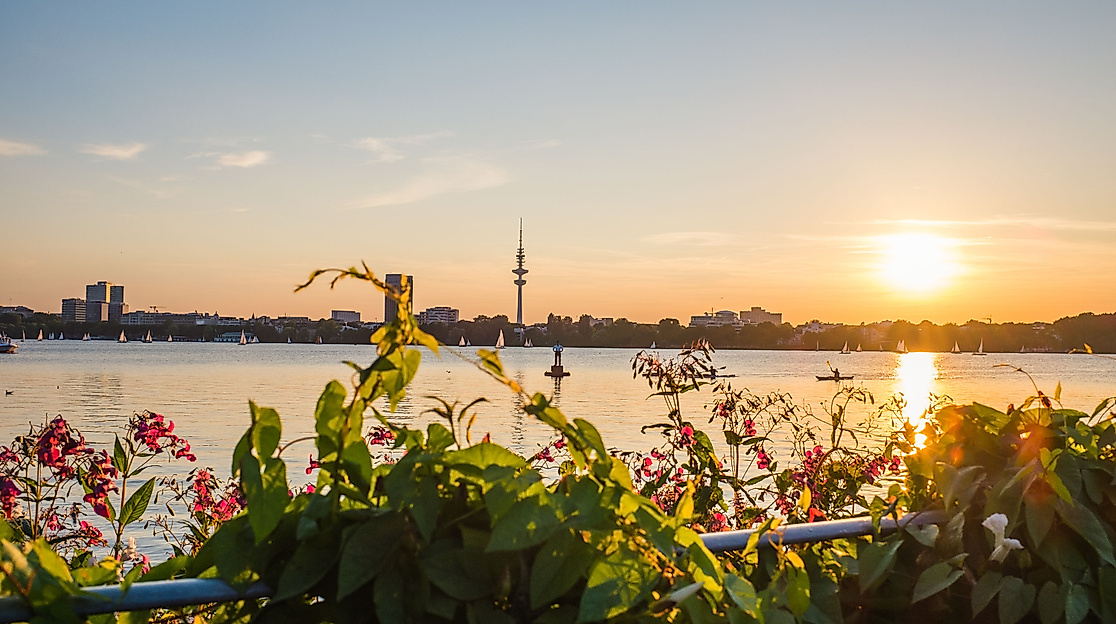 Blühende Pflanzen am Ufer der Außenalster im Alsterpark bei Sonnenuntergang mit Blick auf die Skyline