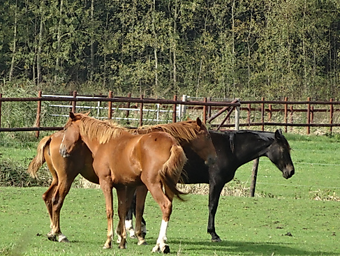 Pferde (6)