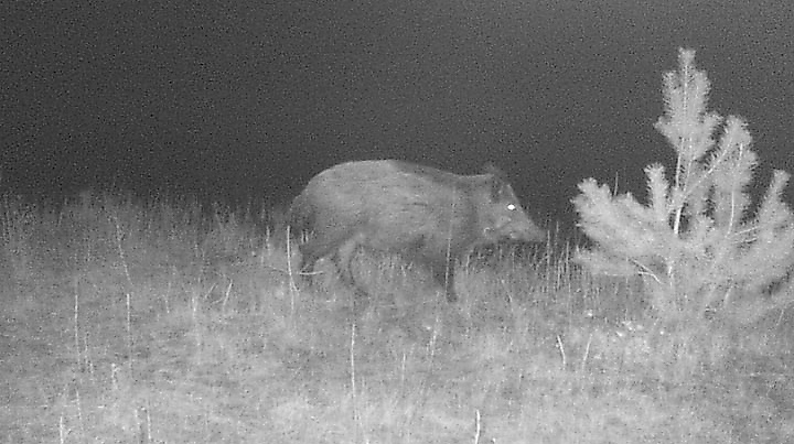 Wildschwein_Loki_Schmidt_Stiftung