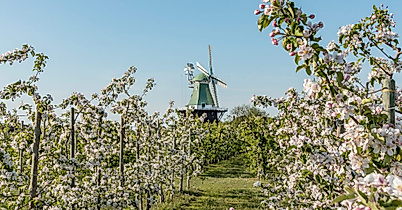 altes-land_bluete-im-alten-land_windmuehle_c-sven-mirow-photography