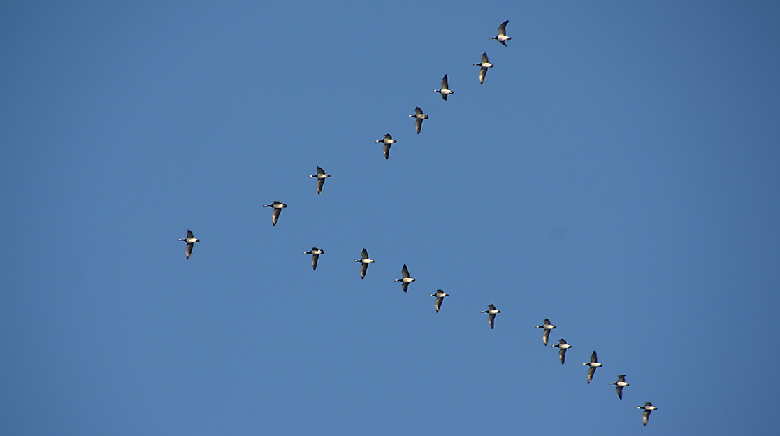Vogelzug live – Zugvogelbeobachtung an der Duhner Heide