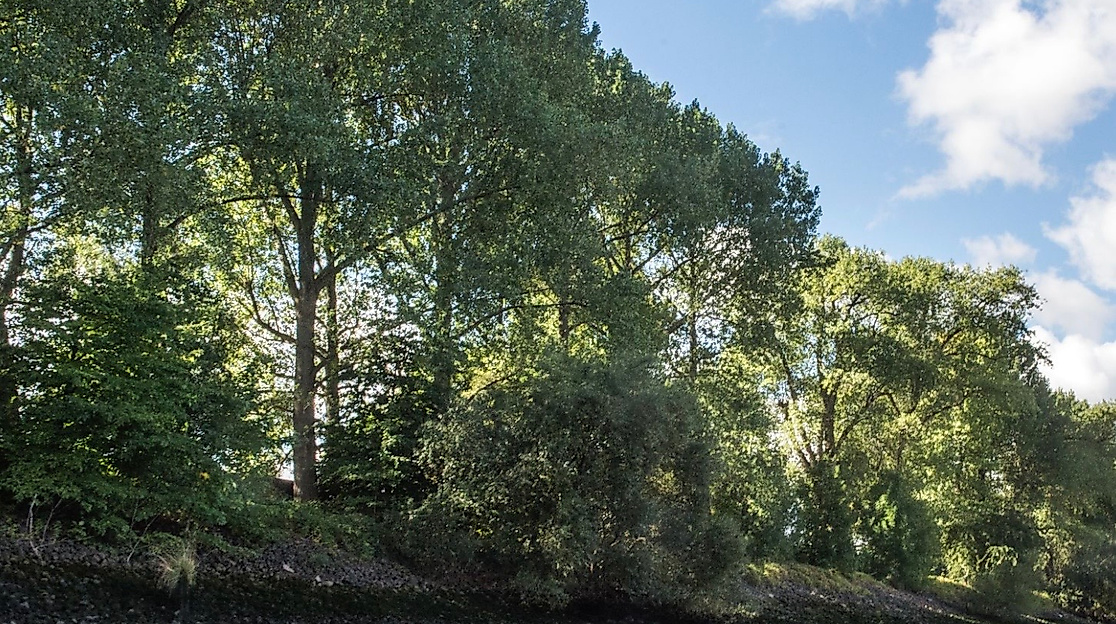 Die mächtigen Pappeln an der Elbkante