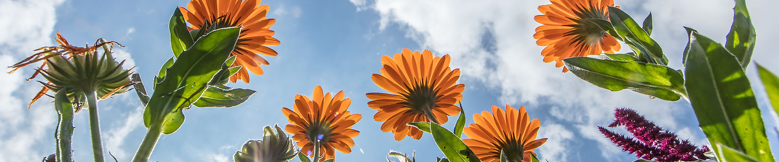 Orangefarbene Frühlingsblüten vor blauem Himmel mit weißen Wolken in einem Hamburger Garten