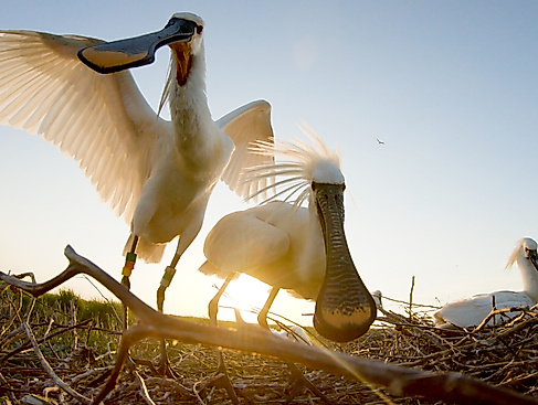 kino_the-spoonbill-in-a-stirring-world_credit_hilco-jansma