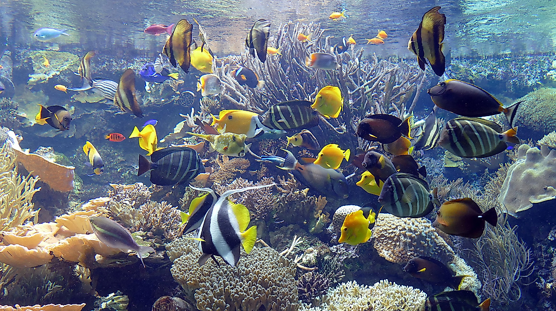 Tropical Aquarium Hagenbeck