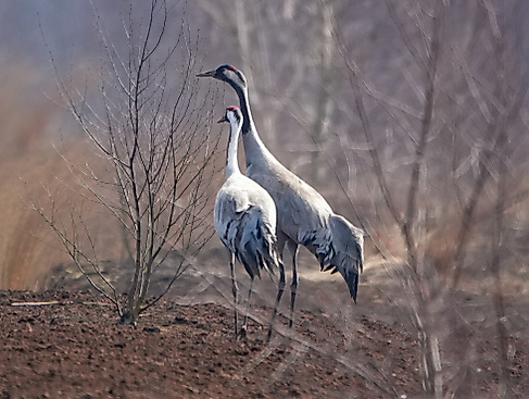 Kraniche im Moor