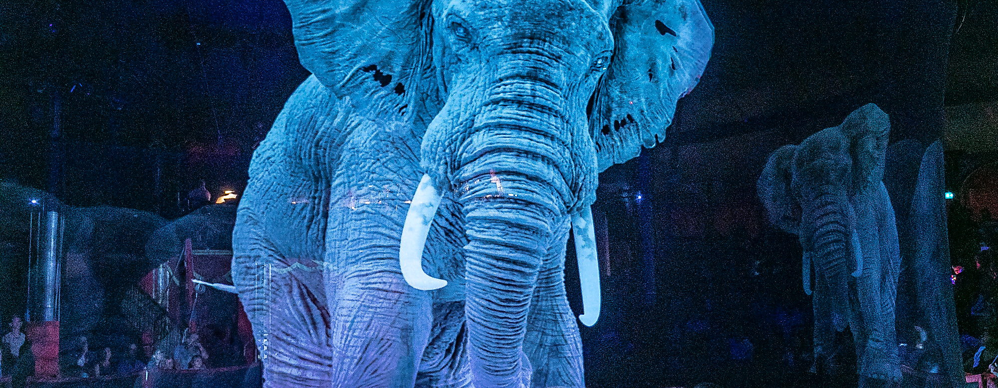 Elefant-Hologram-Roncalli-c-Roncalli