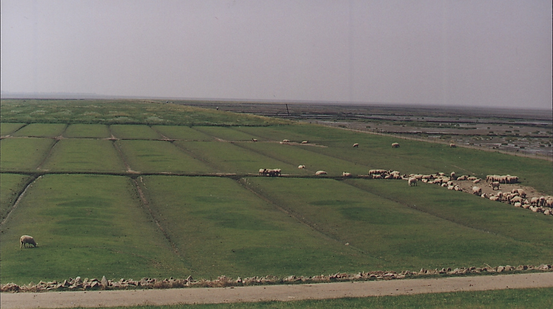 Salzwiesenwanderung "Helmsand"