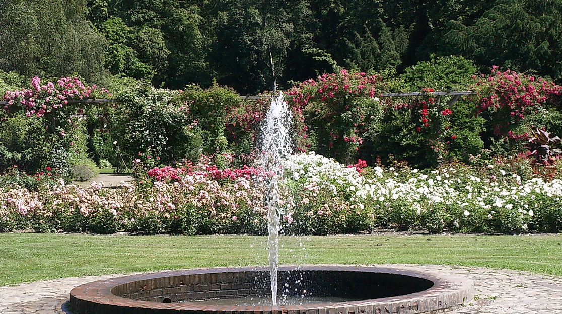 Der Rosengarten in Pinneberg