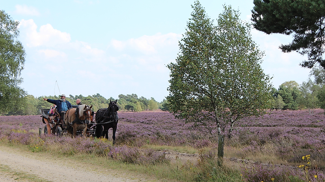 kutschfahrt-in-der-heide-2014-jg-1