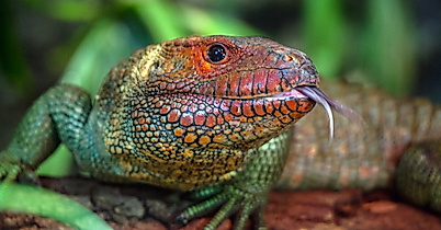 Tropical Aquarium Hagenbeck