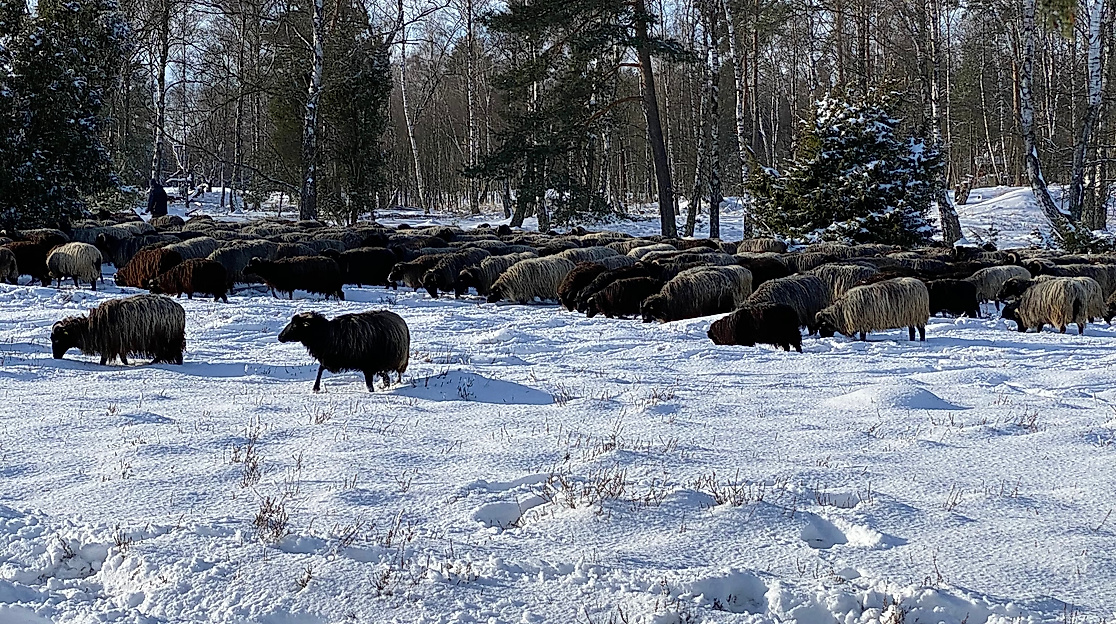 Oberoher Heide Heidschnucken