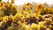 Weinseminar Grundlagen 1 - Einsteiger