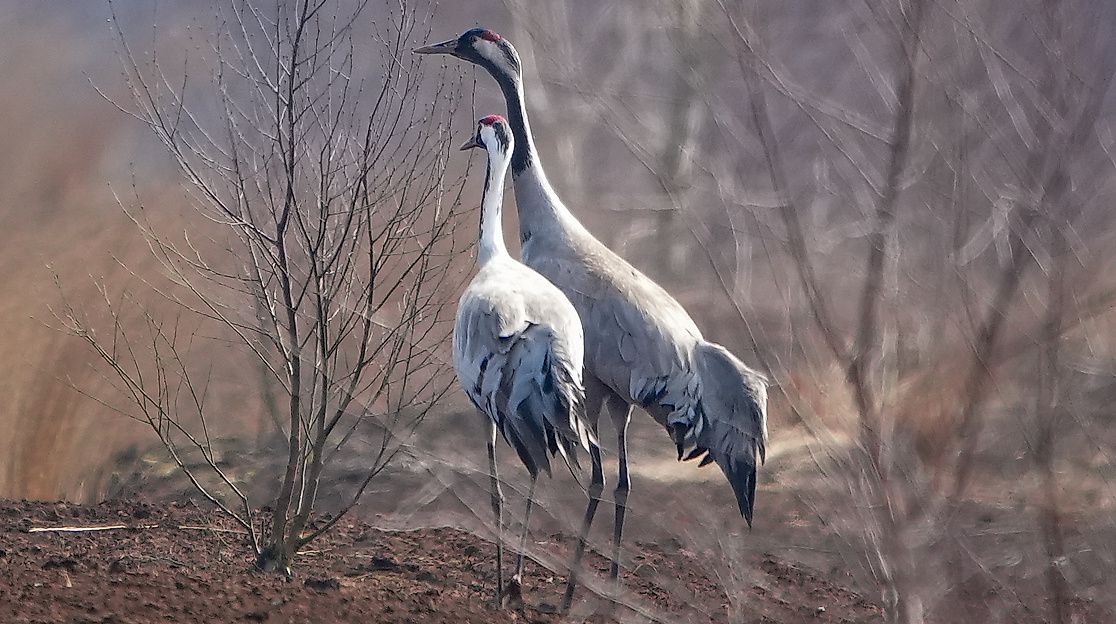 Kraniche im Moor