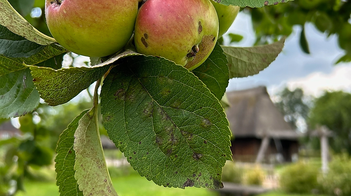 Apfelbaum am Rieck Haus