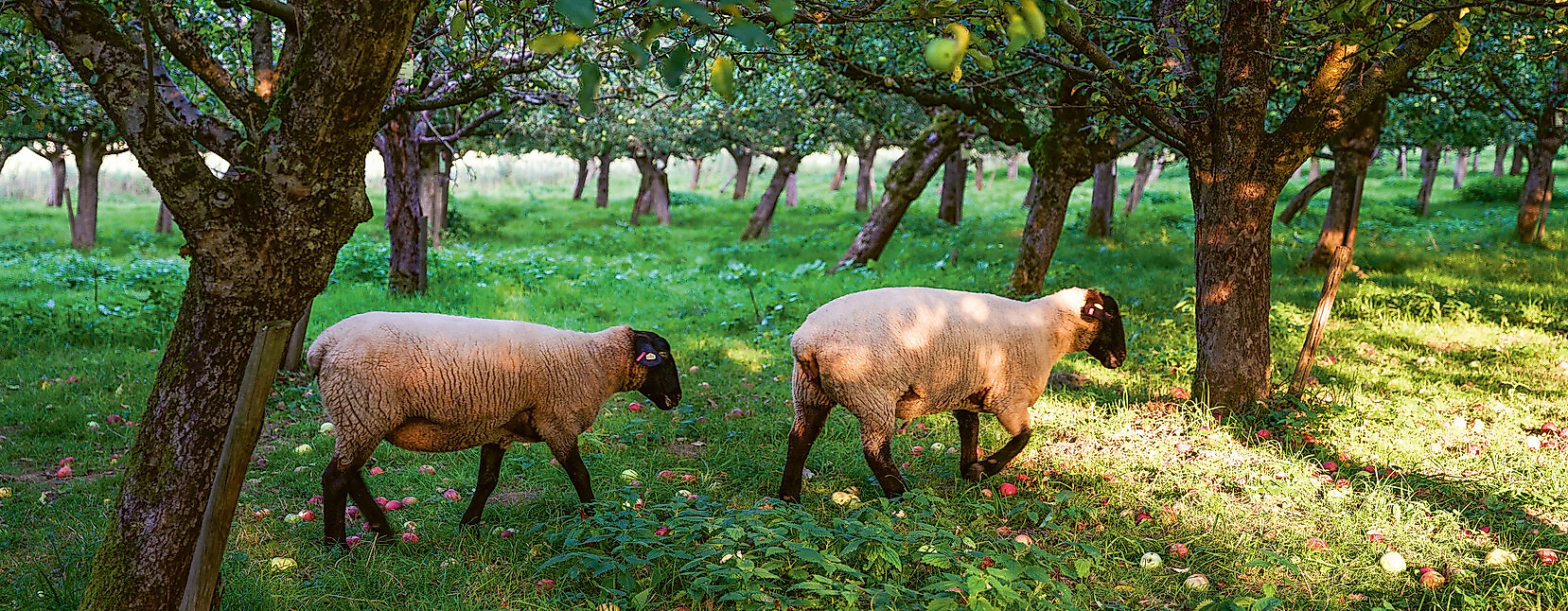 m-obstgarten-haseldorf-mediaserver-hamburg-_-paula-markert