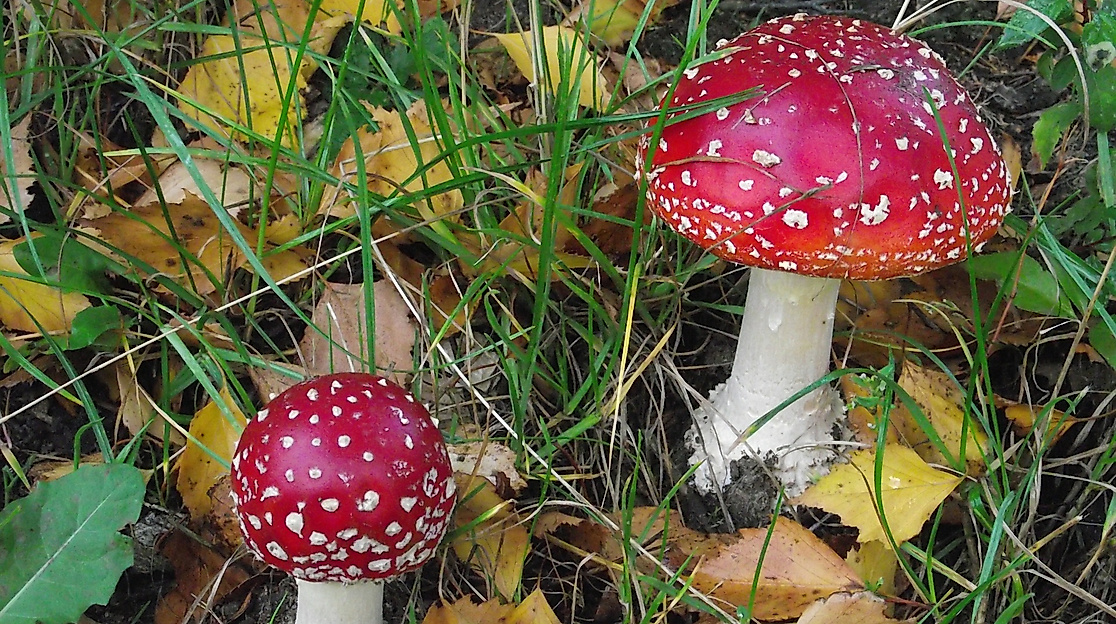 fly-agaric-185606_1920