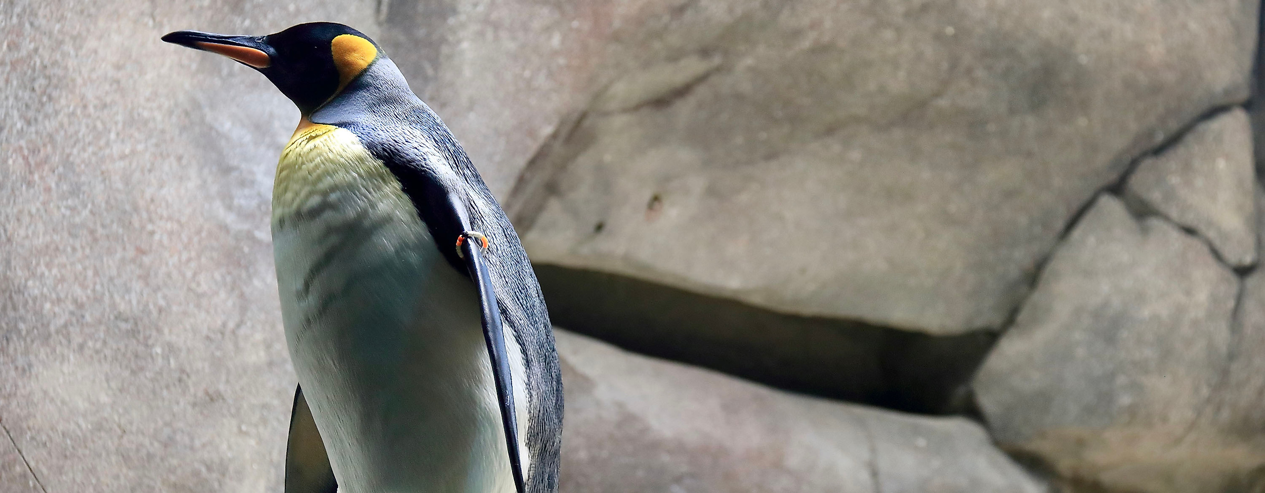 Eismeer im Tierpark Hagenbeck