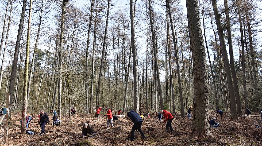 Live To Love hilft bei der Wiederaufforstung im Klövensteen