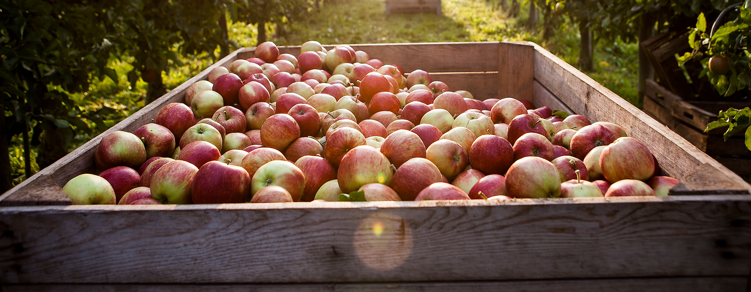 altes-land_apfelkiste_c-guto-ramos