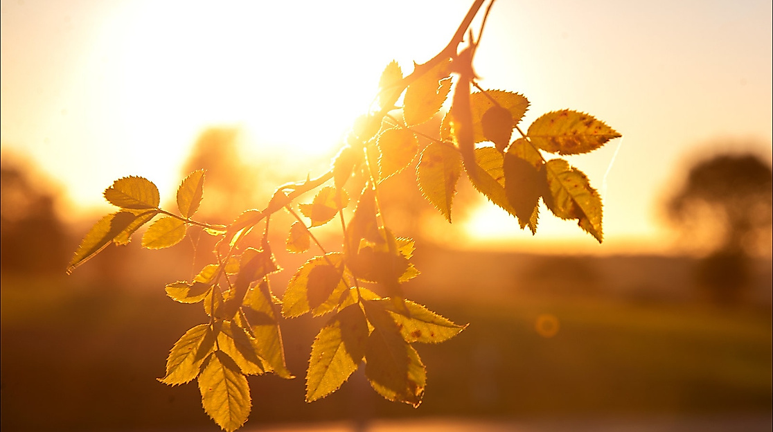 Rosenzweig im Sonnenlicht