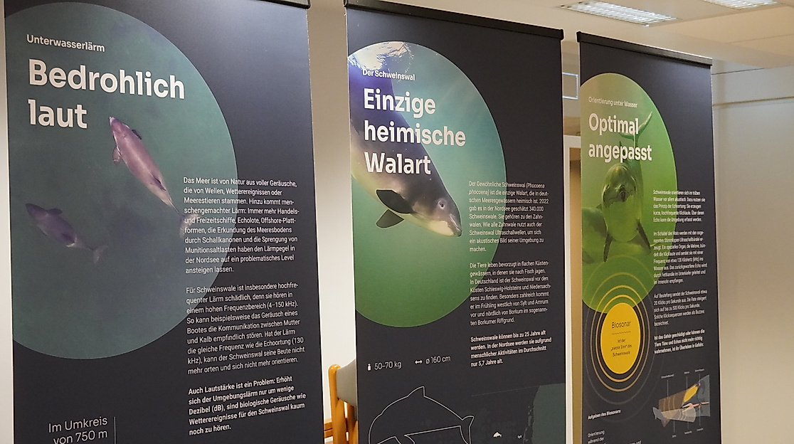 Sonderausstellungsführung: Ruhe für die Schweinswale!