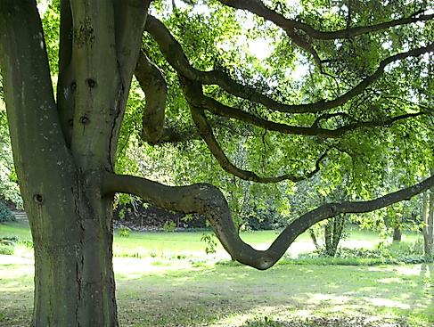 Baumpersönlichkeit