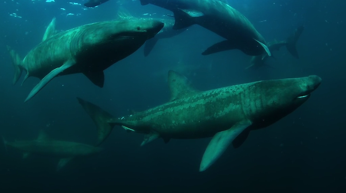 Ireland's wild Islands_CREDIT_John Murray, Jamie Fitzpatrick