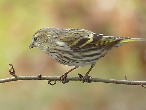 Erlenzeisig Männchen