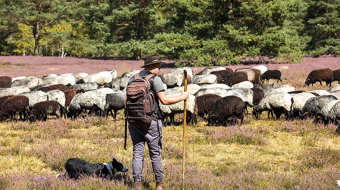 Hermannsburg_Misselhorner_Heide_Heidschnucken_Schaefer_Eintrieb_ccbysa_tl_20250821-8_web