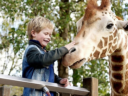 Mein Freund, die Girraffe