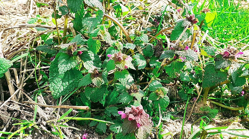 Kräuterwanderung