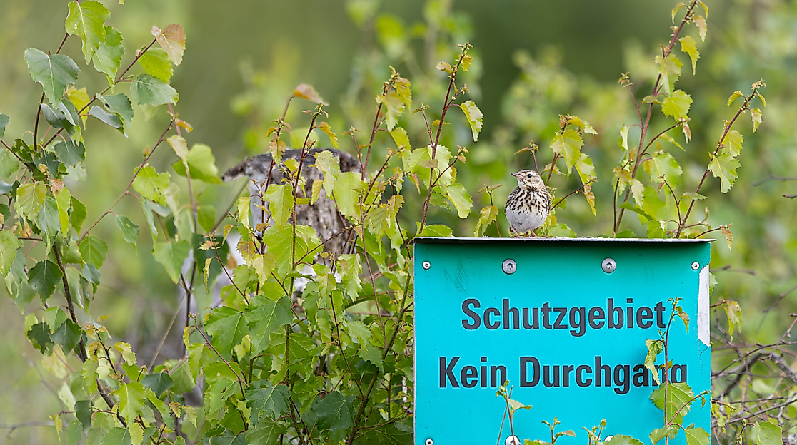 Baumpieper