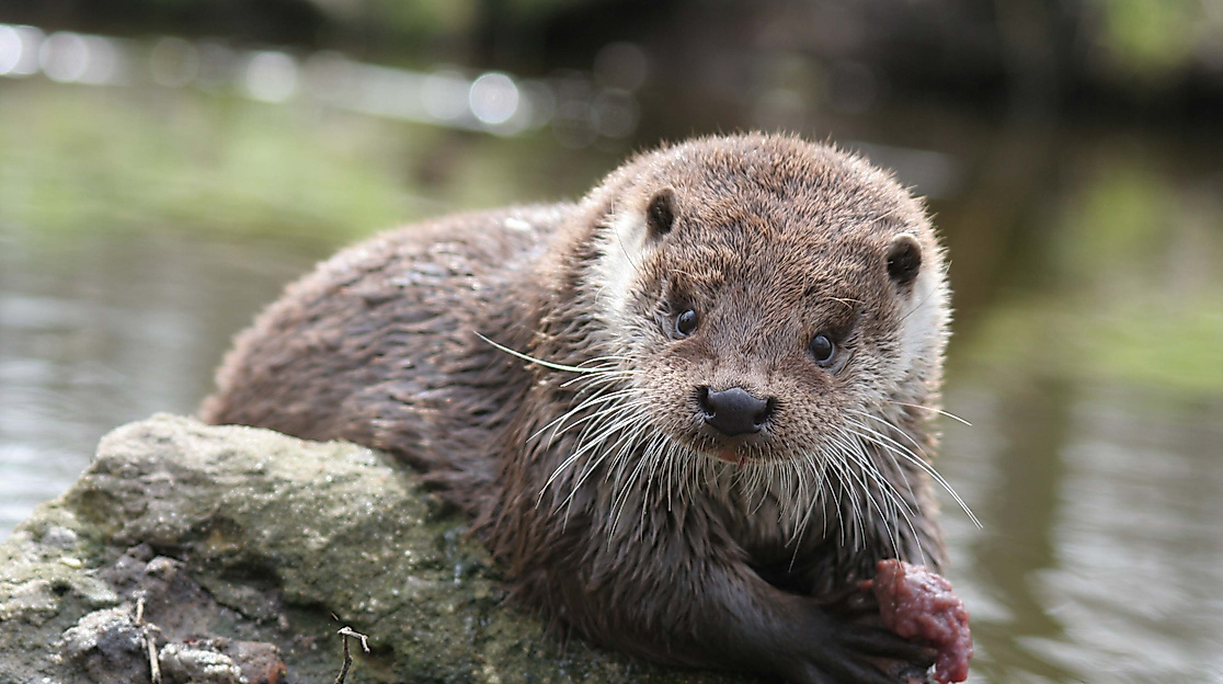 OTTER-ZENTRUM Hankensbüttel