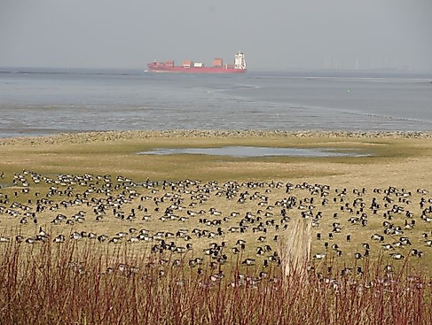 Vogelwanderung zum Naljer Siel