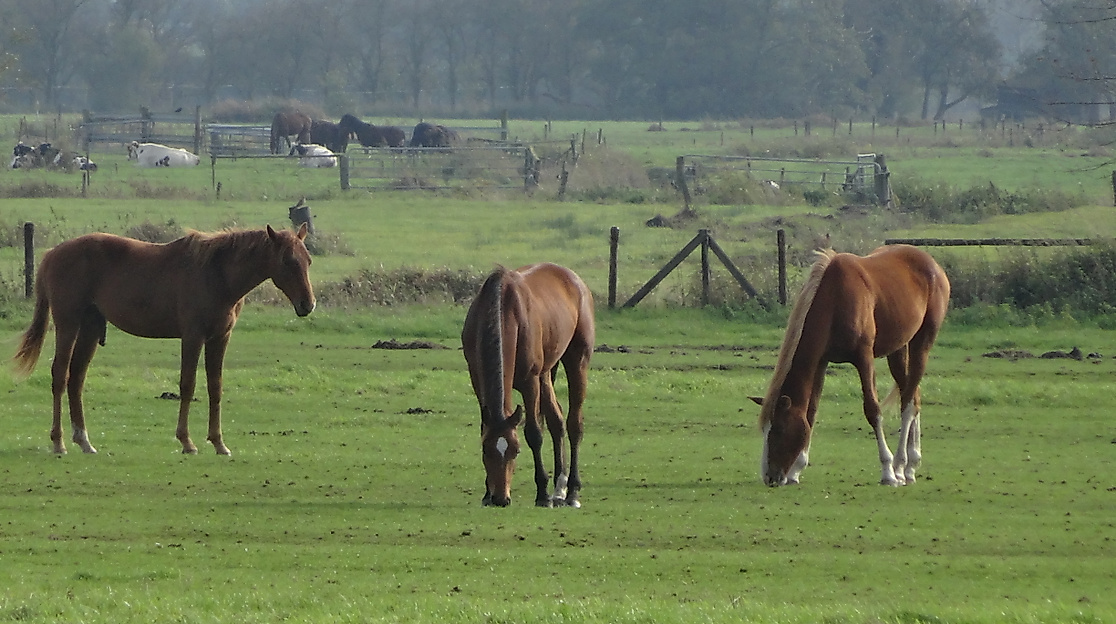 Ringreiten