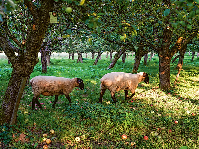 m-obstgarten-haseldorf-mediaserver-hamburg-_-paula-markert