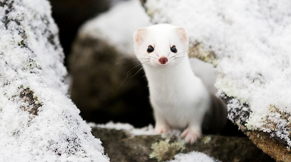 Photo 1 karppa_kuvaaja_marko_junttila