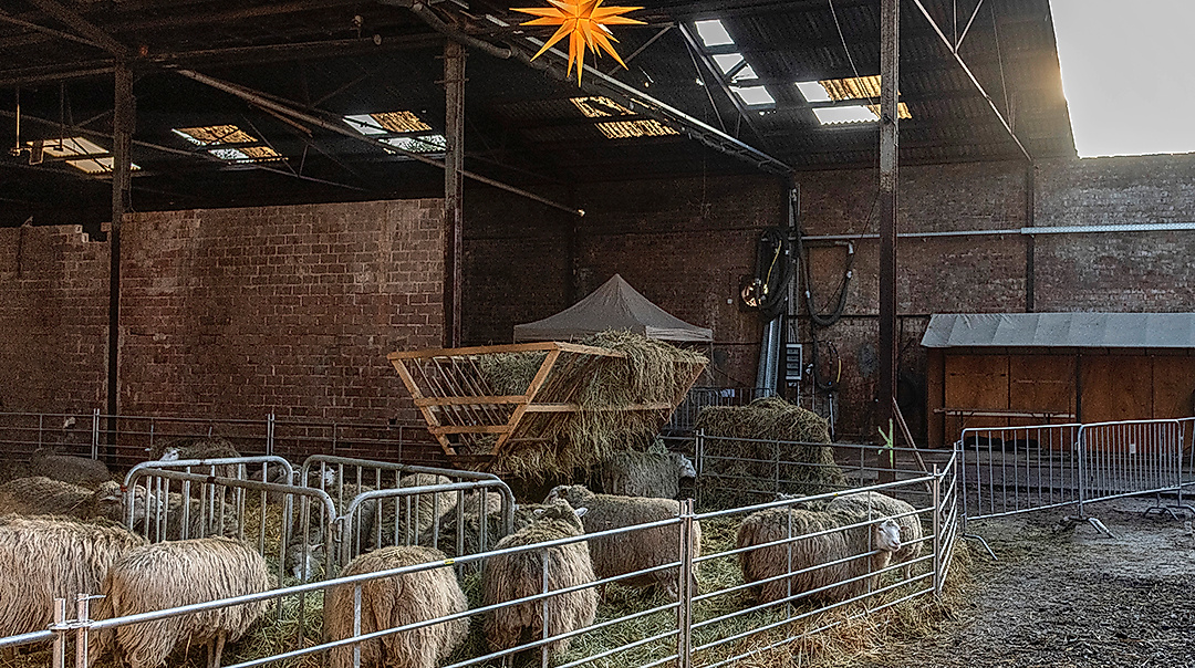 Hof an den Teichen, Schafe im Stall