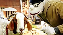 Momsen, Tiere, Sensationen