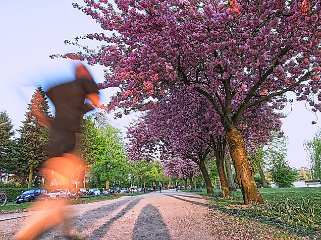 Jogger läuft an blühenden Kirschbäumen entlang der Außenalster bei frühlingshaftem Wetter in Hamburg