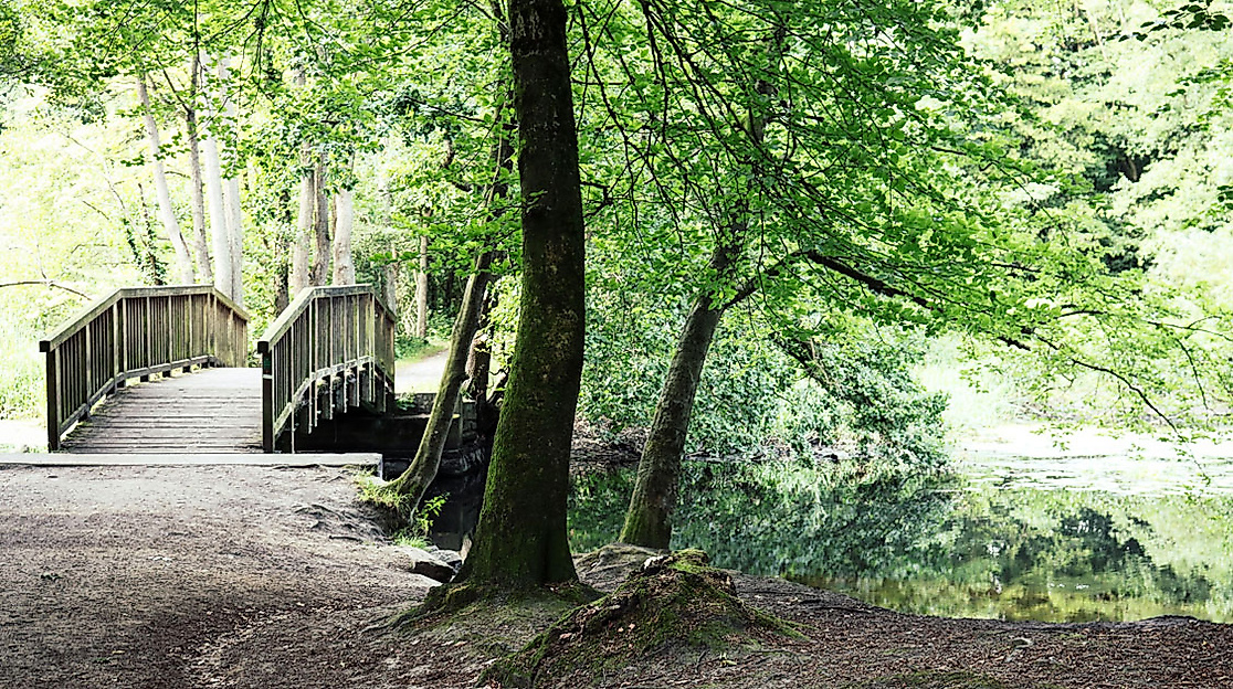 Wohldorfer Wald in Hamburg