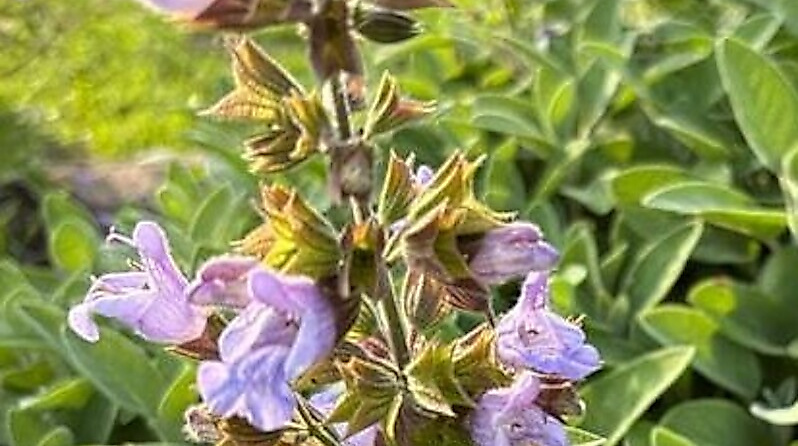 Destillations-Workshops - Workshop: Salbei-Destillation