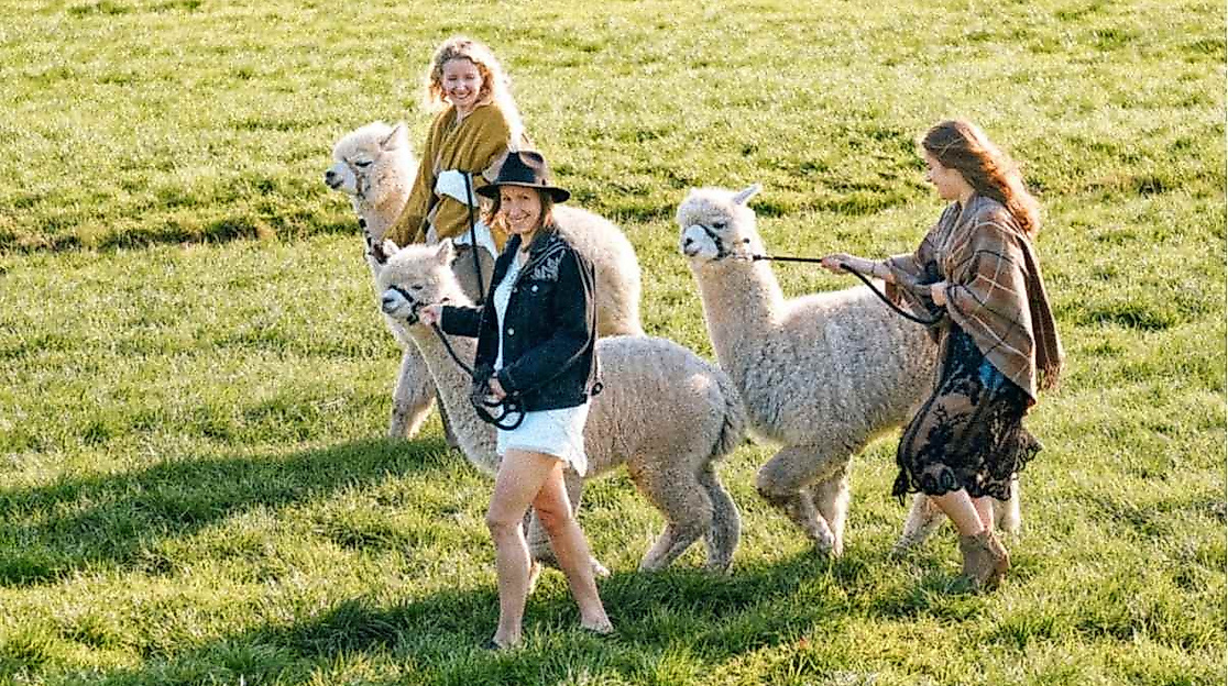 Alpaka-Wanderung bei Stade/ Hamburg