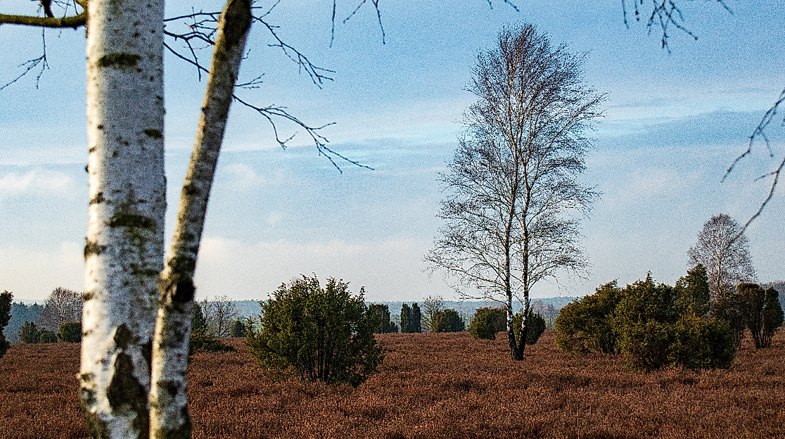 Schmarbeck Wacholderwald