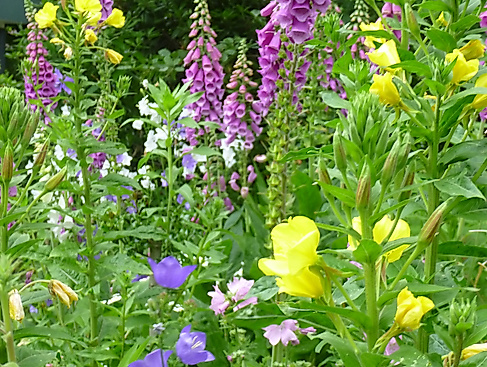 Blütenpracht im Naturgarten beschnitten